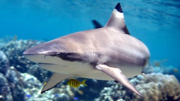Mom Films 6-Year-Old Daughter, Has No Idea She’s Being Circled By A Shark: ‘My Soul Left My Body’