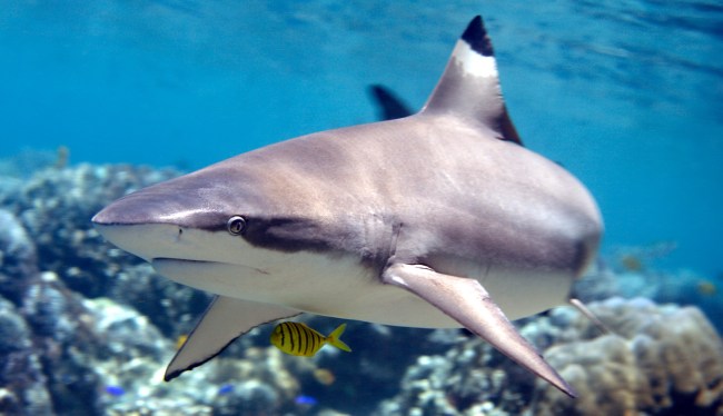 Mom Filming 6-Year-Old Daughter Notices Shes Being Circled By A Shark