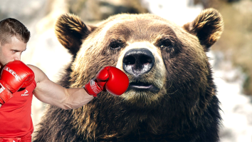Poll Asking Americans Which Animals They Could Beat In A Fight Yields Comical Responses