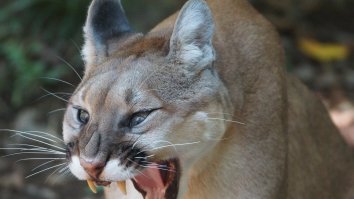 Enormous Cougar Breaks Into A House To Take A Little Cat Nap And Passes Out In The Kitchen Sink