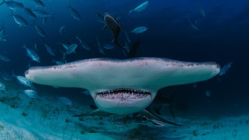 A Massive Shark Filmed Eating A Stingray Near A Paddling Surfer Had People Spooked