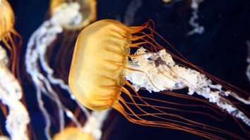 Paddler Going Through A Sea Of Terrifying Jellyfish Looks Like Something Straight Out Of Nightmares