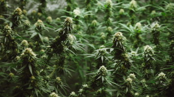 The DEA Quietly Made A Change To A Marijuana Policy That Could Have Major Repercussions For The Future Of Weed