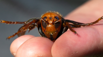 This Video Of A Beekeeper Covered In Hundreds Of ‘Murder Hornets’ Is The Ultimate Dose Of Nope