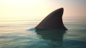 S.C. Teacher Pulled In A Record-Breaking Shark By Hand After Her Fishing Rod Broke During The Fight