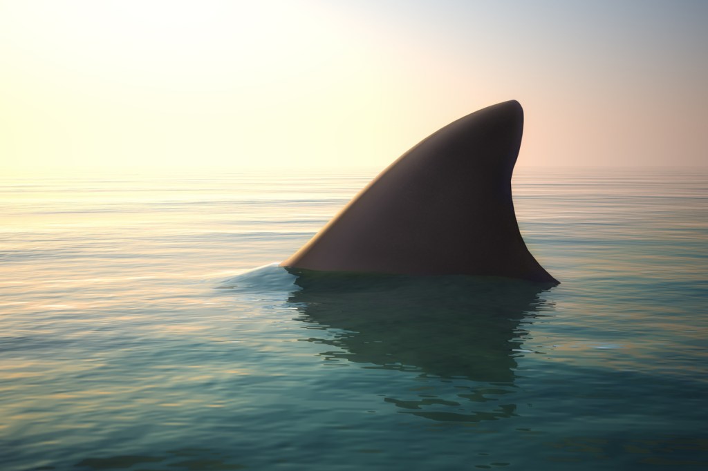 spinner shark state fishing record south carolina