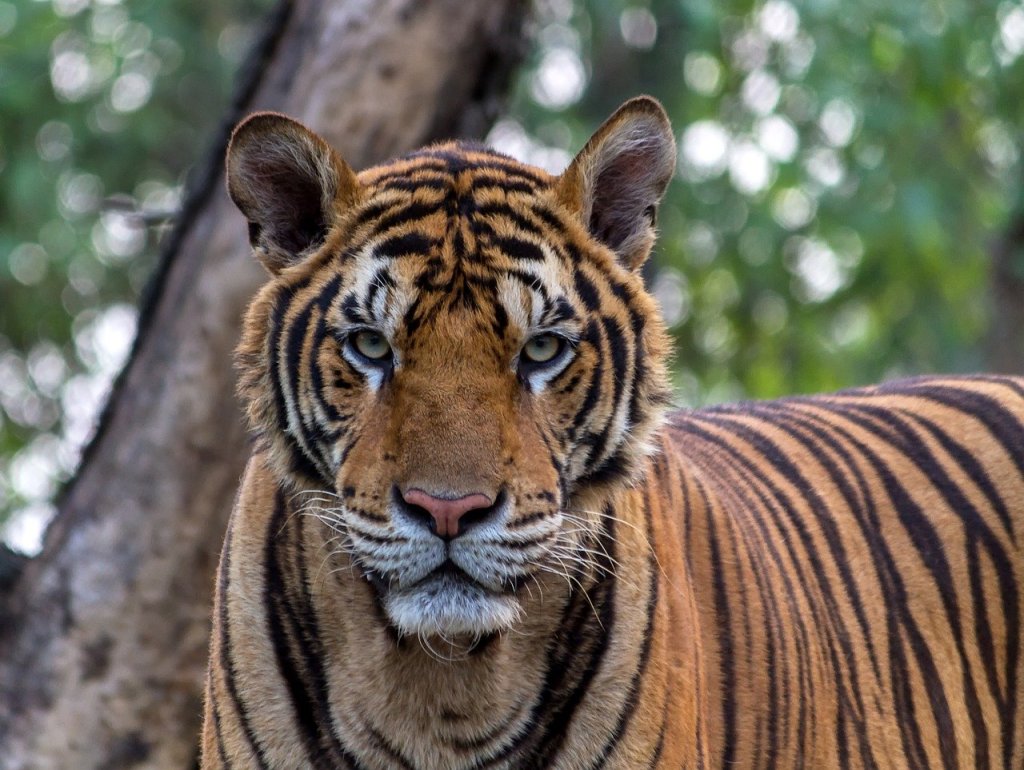 Tiger loose in Houston