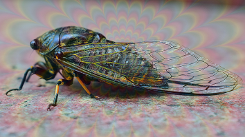 America Is About To Be Overrun With ‘Zombie Cicadas’ Infected With A Mind-Controlling Fungus That Makes Them Trip Balls