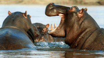 Pablo Escobar’s ‘Cocaine Hippos’ Won’t Stop Having Sex, Poisoning Waterways With ‘Toxic Poop’