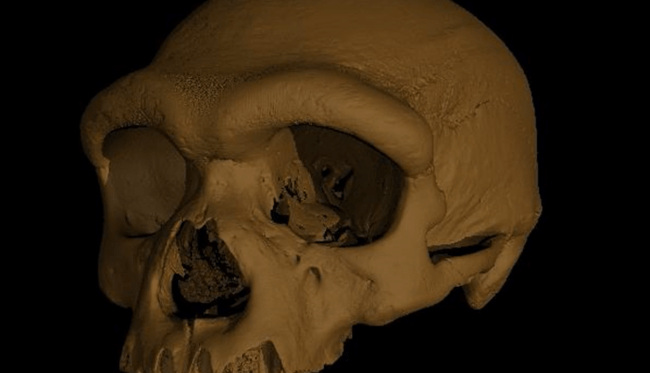 Dragon Man Skull Discovered By Scientists In China Raises Questions