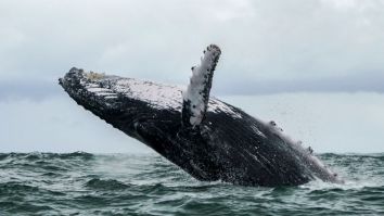 Man Who Was Swallowed By A Whale Hosts Insane ‘AMA’ Reddit Thread And It Answers All Of Your Burning Questions