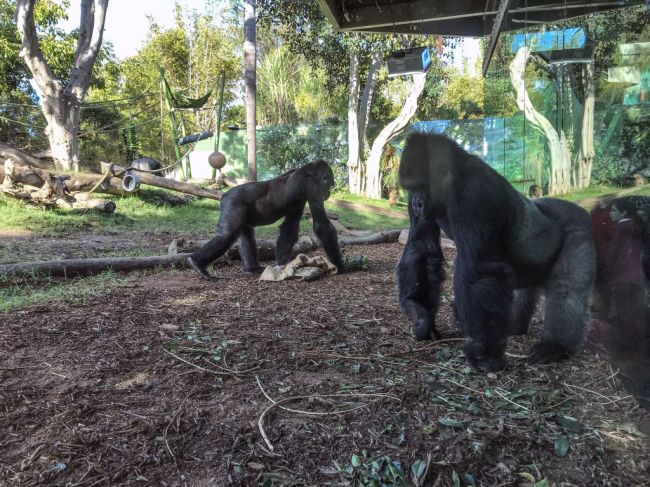 Gorillas in exhibit at Disney World get wild when snake enters the animals exhibit viral TikTok video shows.