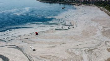 A ‘Sea Snot’ Outbreak Is Suffocating Fish In Turkey And It’s Some Of The Slimiest, Grossest Sludge That You Will Ever See