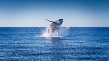 This Man Who Was Just SWALLOWED WHOLE BY A WHALE In Cape Cod Is Having A Far Worse Day Than You