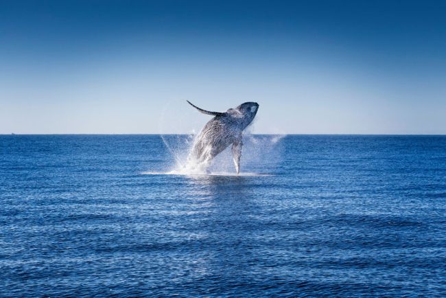 Humpback Whale