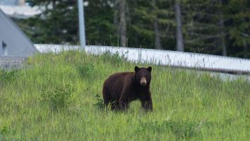Heart-Pumping Video Shows Bear Charge At Mountain Biker In British Columbia Before Nearly Colliding With The Biker