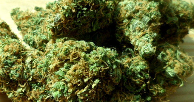 Guy Throws Trash Bag Full Of Pot Off Roof In NYC Creates Free-For-All