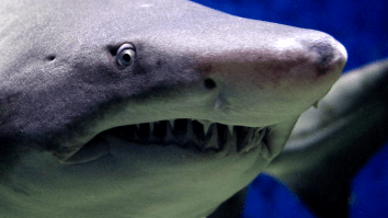 Surfer Survives ‘Severe’ Shark Attack With 10 Teeth Marks On His Leg