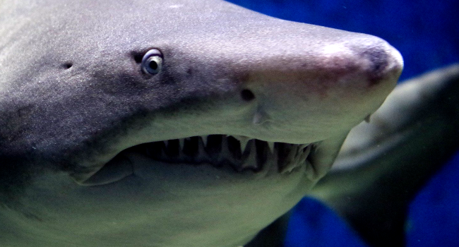 Surfer Survives Severe Shark Attack With 10 Teeth Marks On His Leg