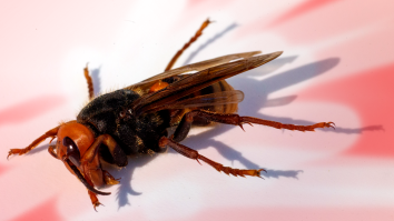 Heads Up, Scientists Just Found The First Murder Hornet Of 2021 In The United States