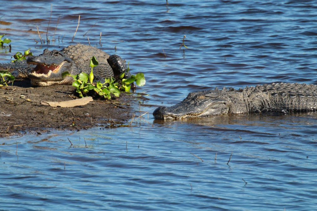 alligator attack Myakka River state Park