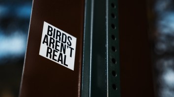 Massive ‘Birds Aren’t Real’ Rally Is A Reminder That All Birds Were Replaced By Drones And People Are Crazy