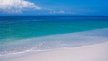 Here’s A Truck-Sized Hammerhead Shark In Ankle Deep Water At One Of My Favorite Beaches In Florida