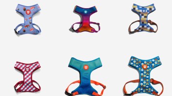 Zee.Dog Sale – Score 50% Off Air Mesh Harnesses And Other Goodies For Man’s Best Friend