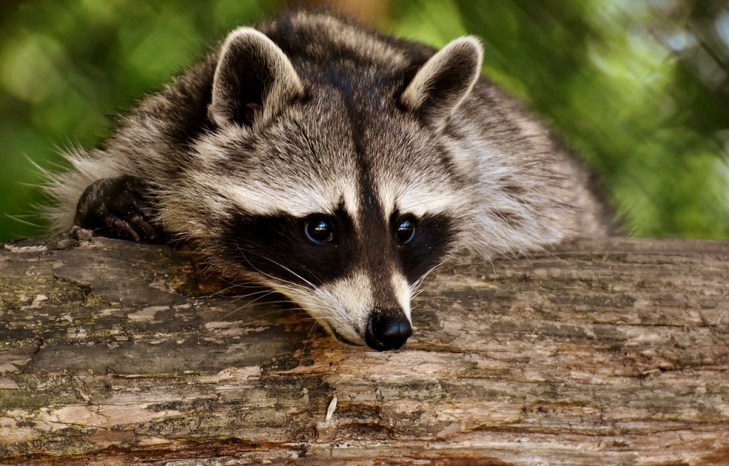 funny tweets raccoons crash through ceiling