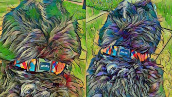 The Zee.Dog Hands-Free Leash Is Strong Enough For My Mountain Dog And Versatile To Fit My Daily Needs