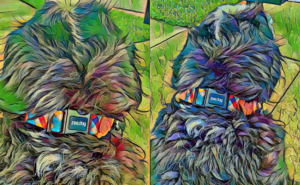 Hands-Free Dog Leashes Zee.Dog adjustable rope dog leash