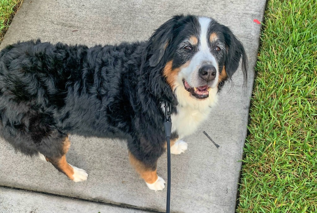 Hands-Free Dog Leashes Zee.Dog adjustable rope dog leash