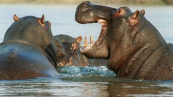 Hippos Chasing Tourists In A Speeding Boat Is A Reminder They Are Truly Terrifying Animals
