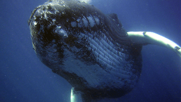 Experts Have Evidence The Fisherman Who Claims He Was Swallowed By A Whale Is A Big Fat Liar