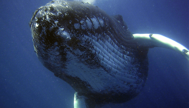 fisherman swallowed by whale liar