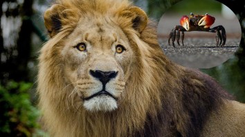 Video Shows A Pride Of Lions Completely Dumbfounded By A Tiny Crab