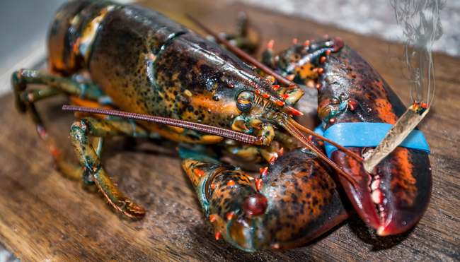 humane lobster cooking killing marijuana