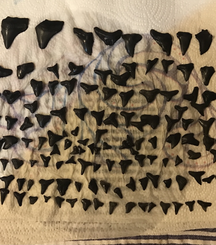 alligator attack Myakka River state Park sharks teeth