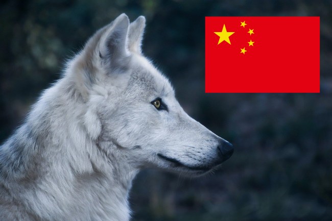 wolves chase actors china