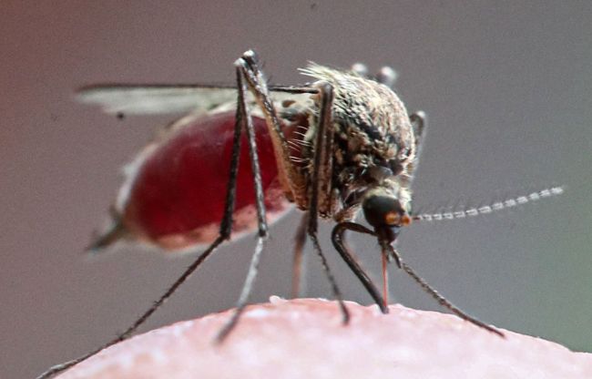 Russia Tornado Mosquito