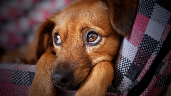 Science Proves Dogs Will Ignore You If They Know You Are Lying To Them