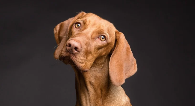 Science Proves Dogs Will Ignore You If They Know You Are Lying