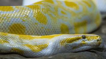 Lost Python Found After Biting A Man’s Genitals While He Was Sitting On The Toilet