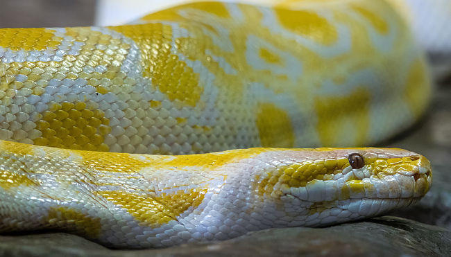 python snake bites man on toilet