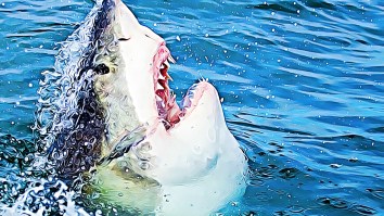 Killer Shark Week Gift Ideas For Guys Who Can’t Get Enough Of Summer’s Best Week