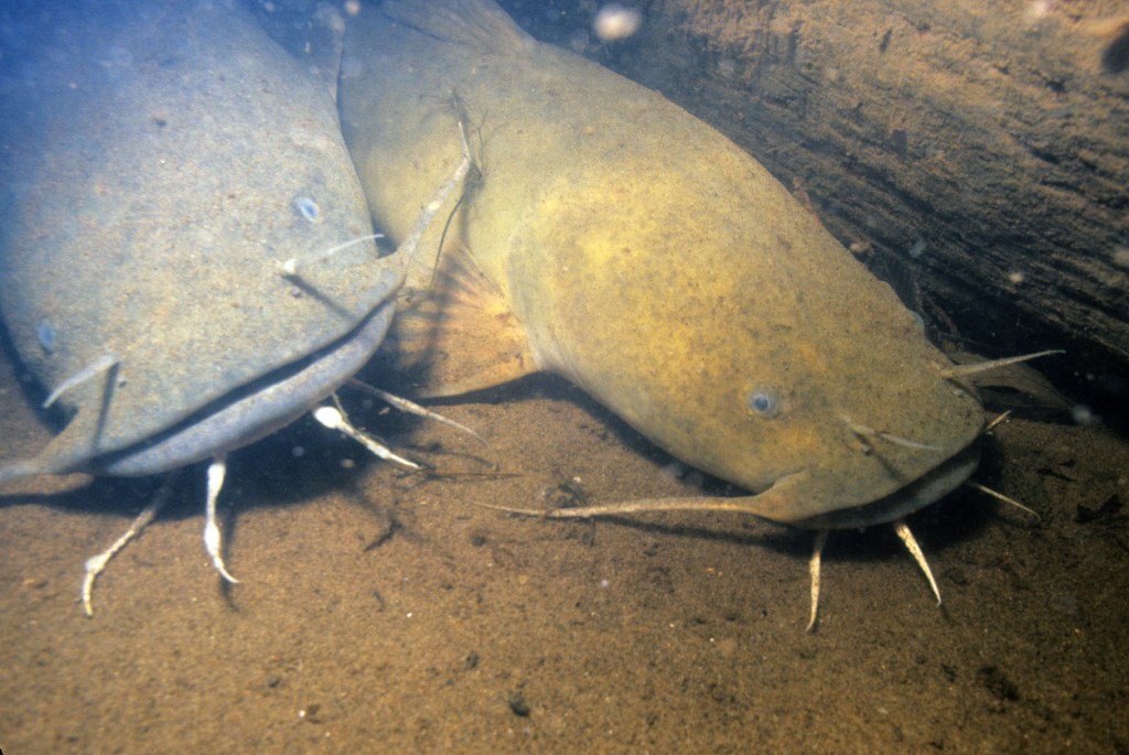 Noodling catfish 106-pound Flathead Catfish