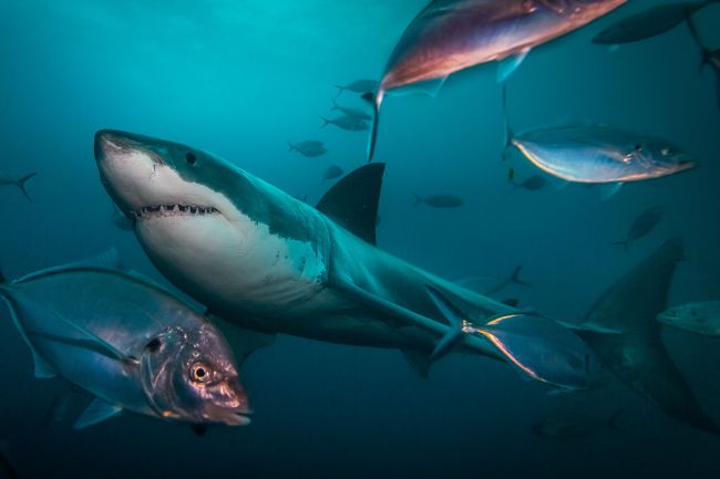shark attack shark interaction