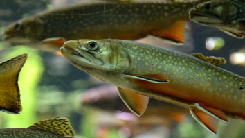 ‘Meth-Addicted Fish’ Could Be The World’s Newest Environmental Issue