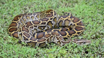 Man Wins 2021 Florida Python Challenge After Catching A Massive Burmese Python Worth $10K