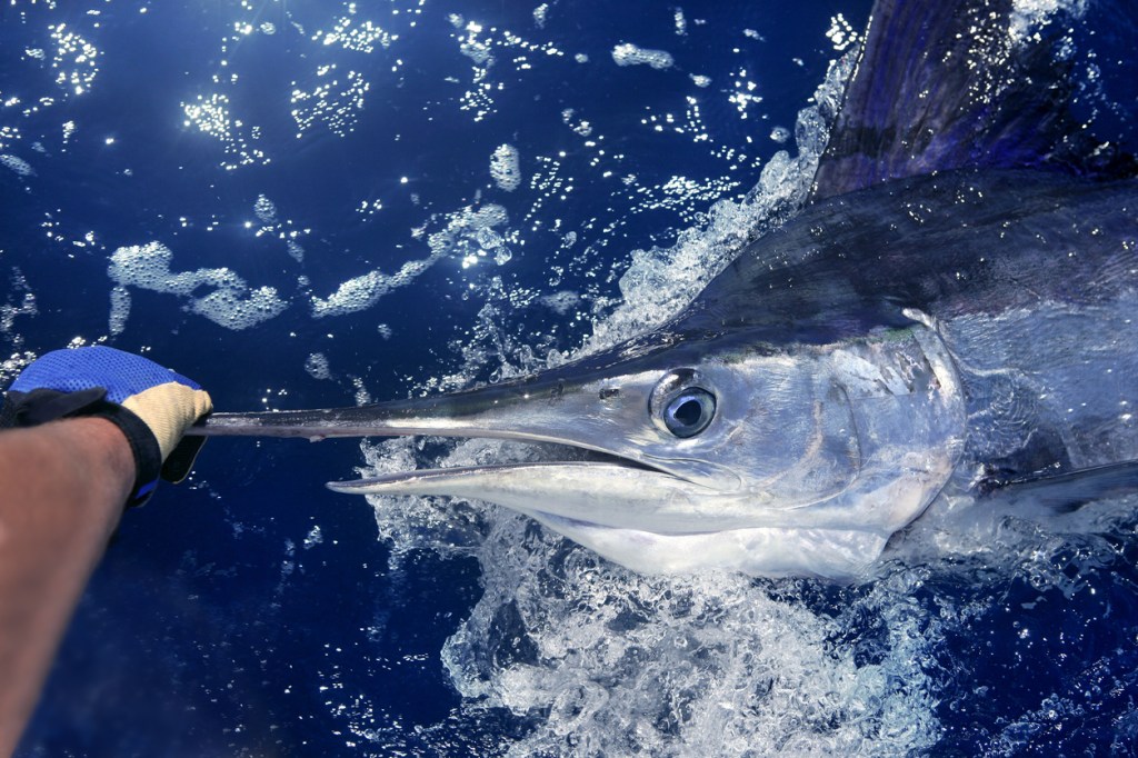 2021 White Marlin Open Results Winners Payouts